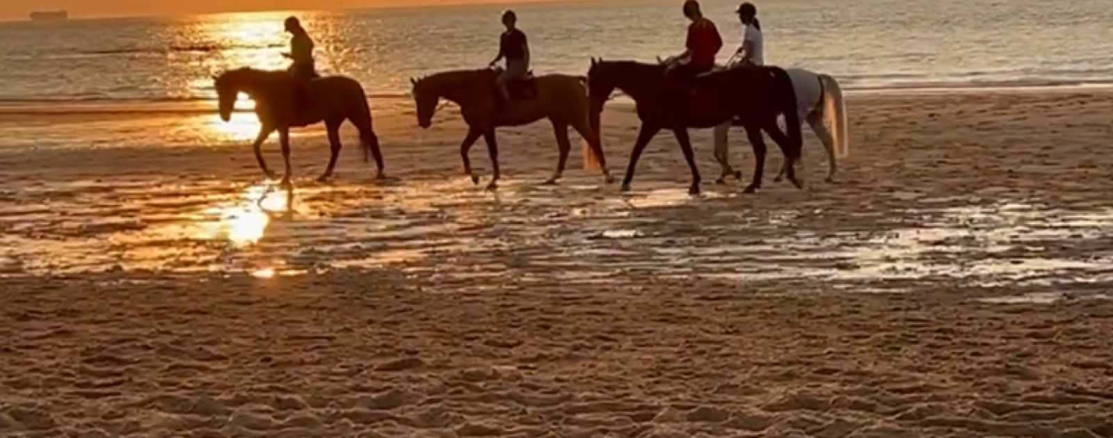 Wandelkamp 'naar zee met je pony/paard' 25 aug tem 26 aug 2025 - Inclusief huur pony/paard 180 Euro